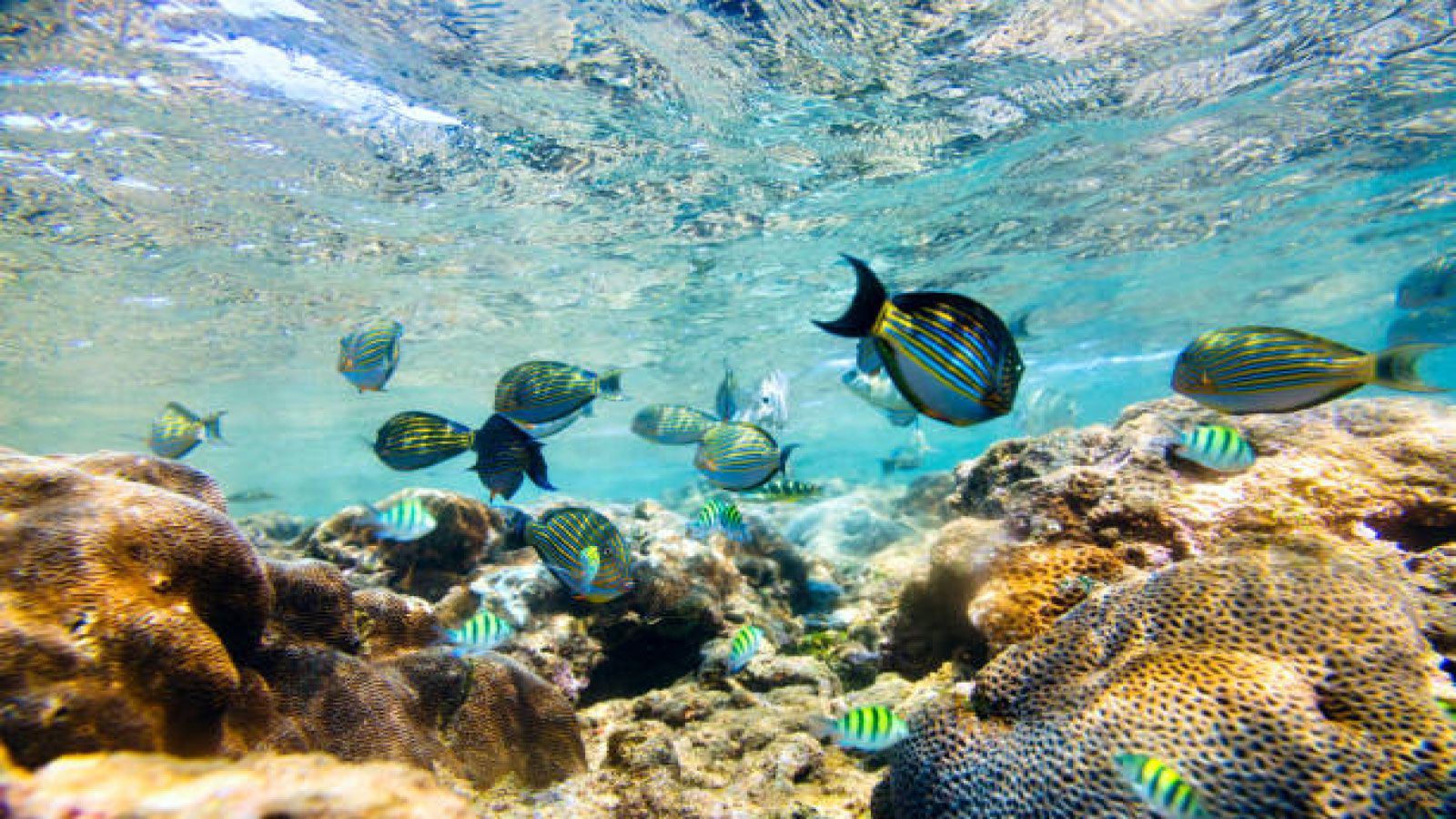 MARINE AQUARIUM COMPLEX PVT LTD