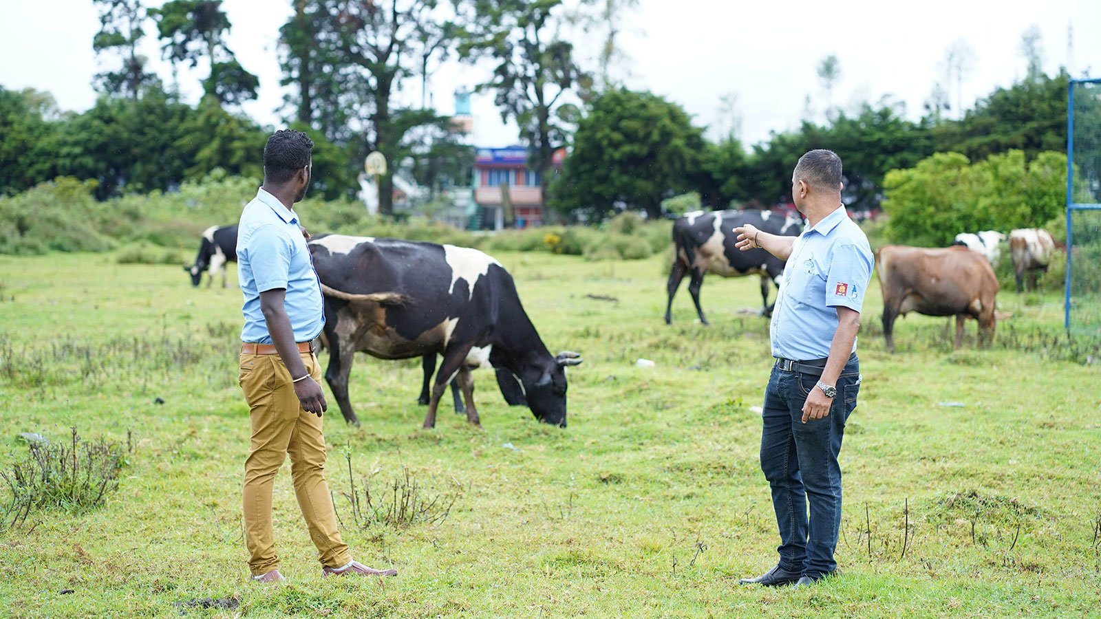 PELWATTA DAIRY INDUSTRIES PVT LTD