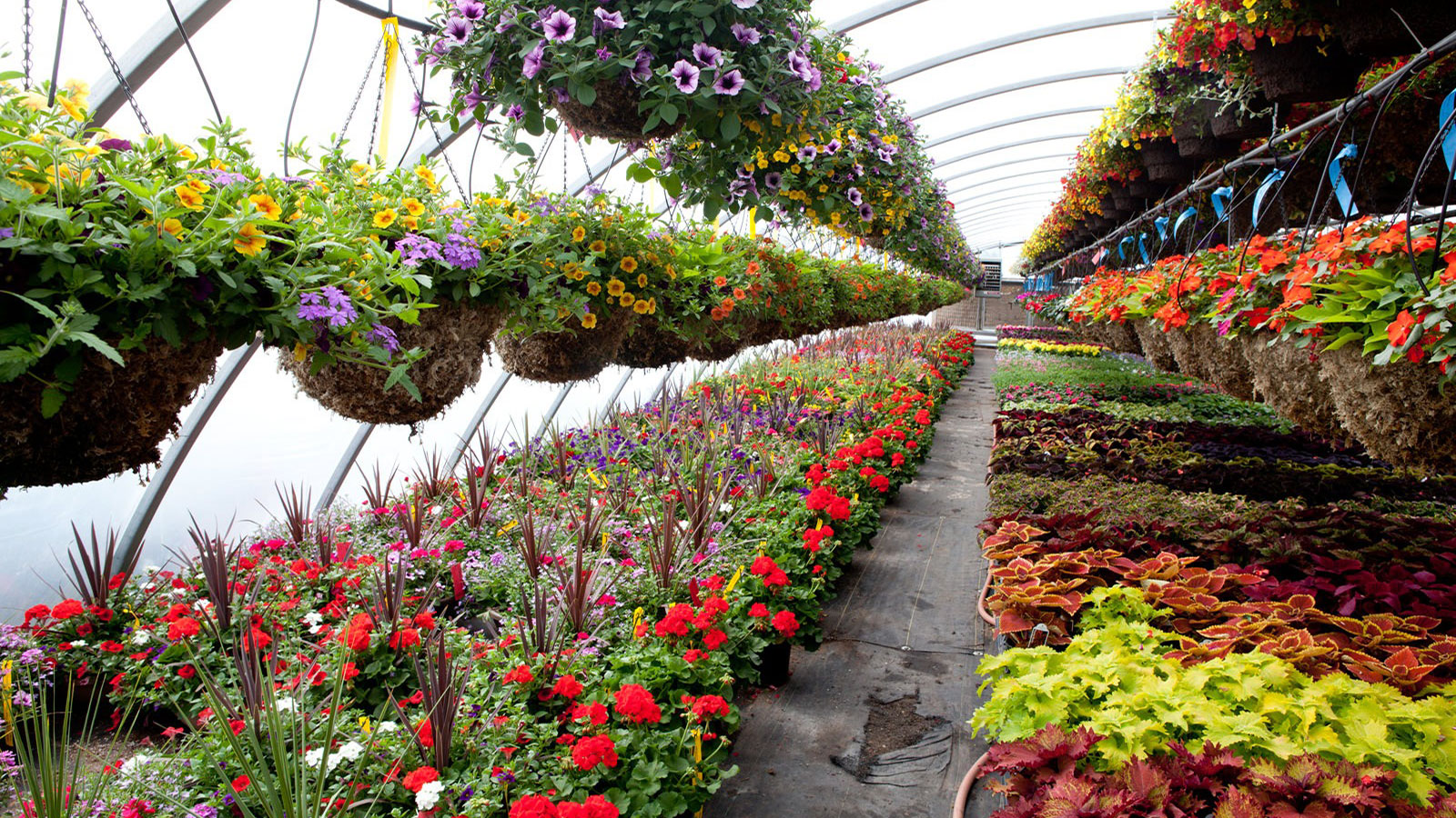 Floriculture Industry In Sri Lanka