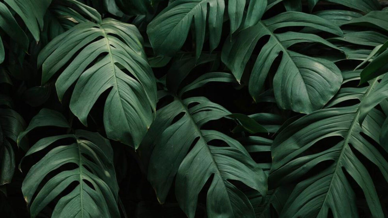 SERENDIB FLORA PVT LTD