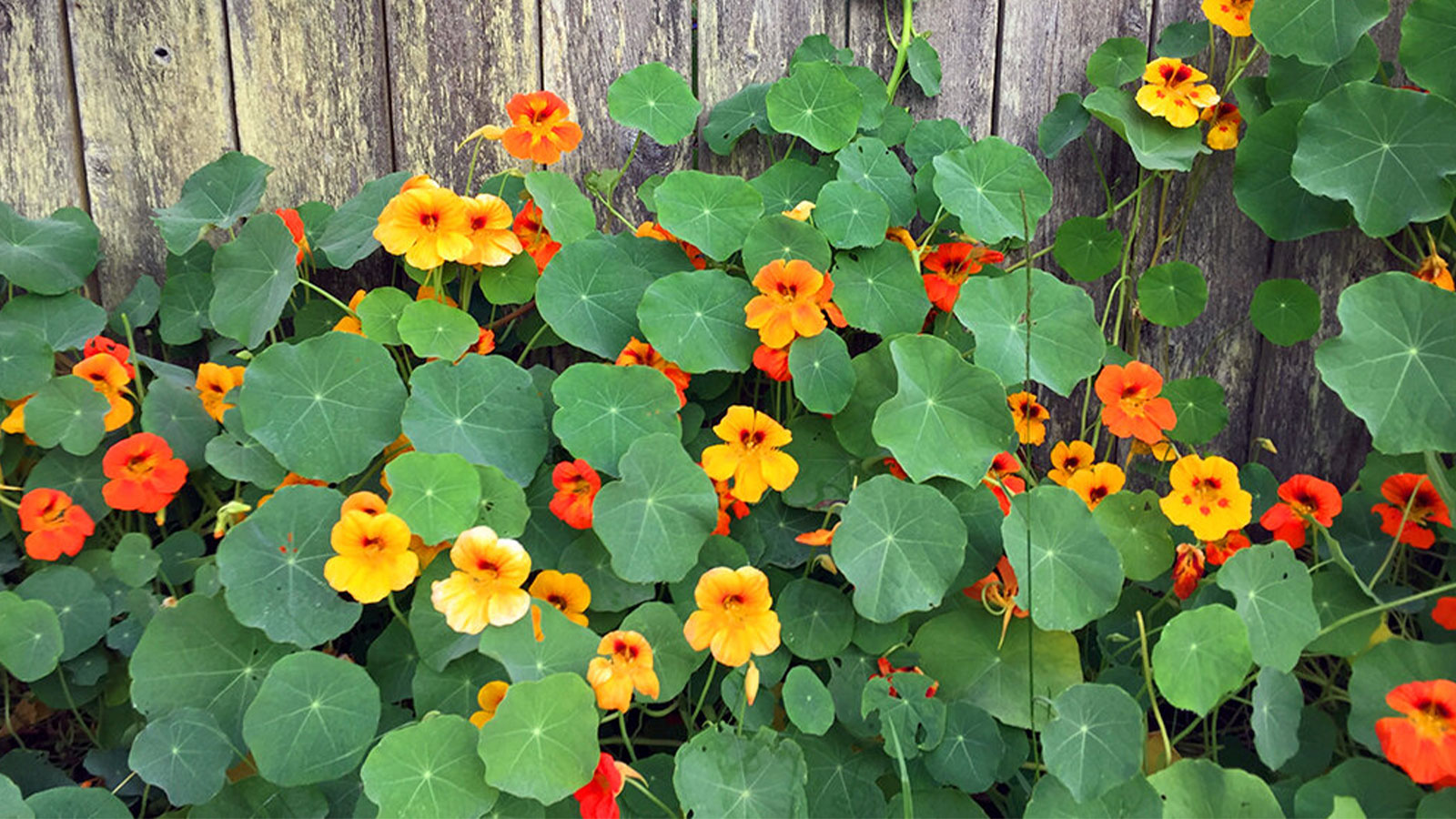 SERENDIB FLORA PVT LTD