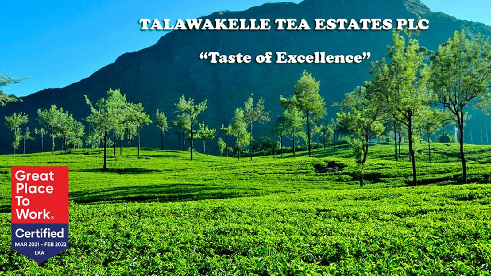 TALAWAKELLE TEA ESTATES LTD