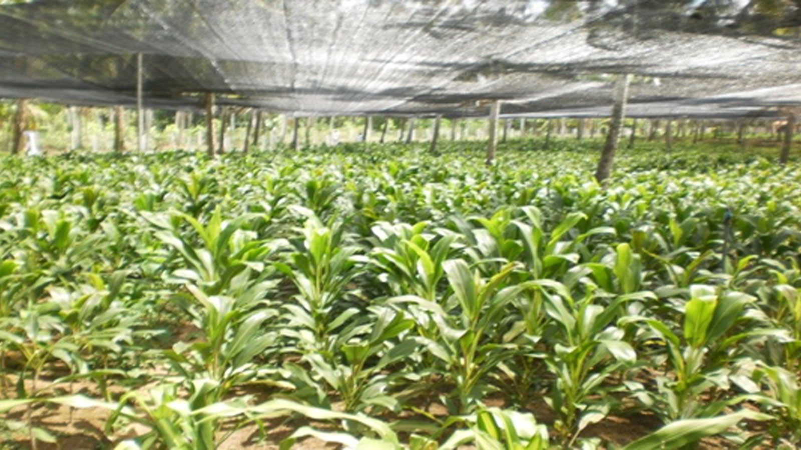 TROPICAL ABUNDANCE PVT LTD