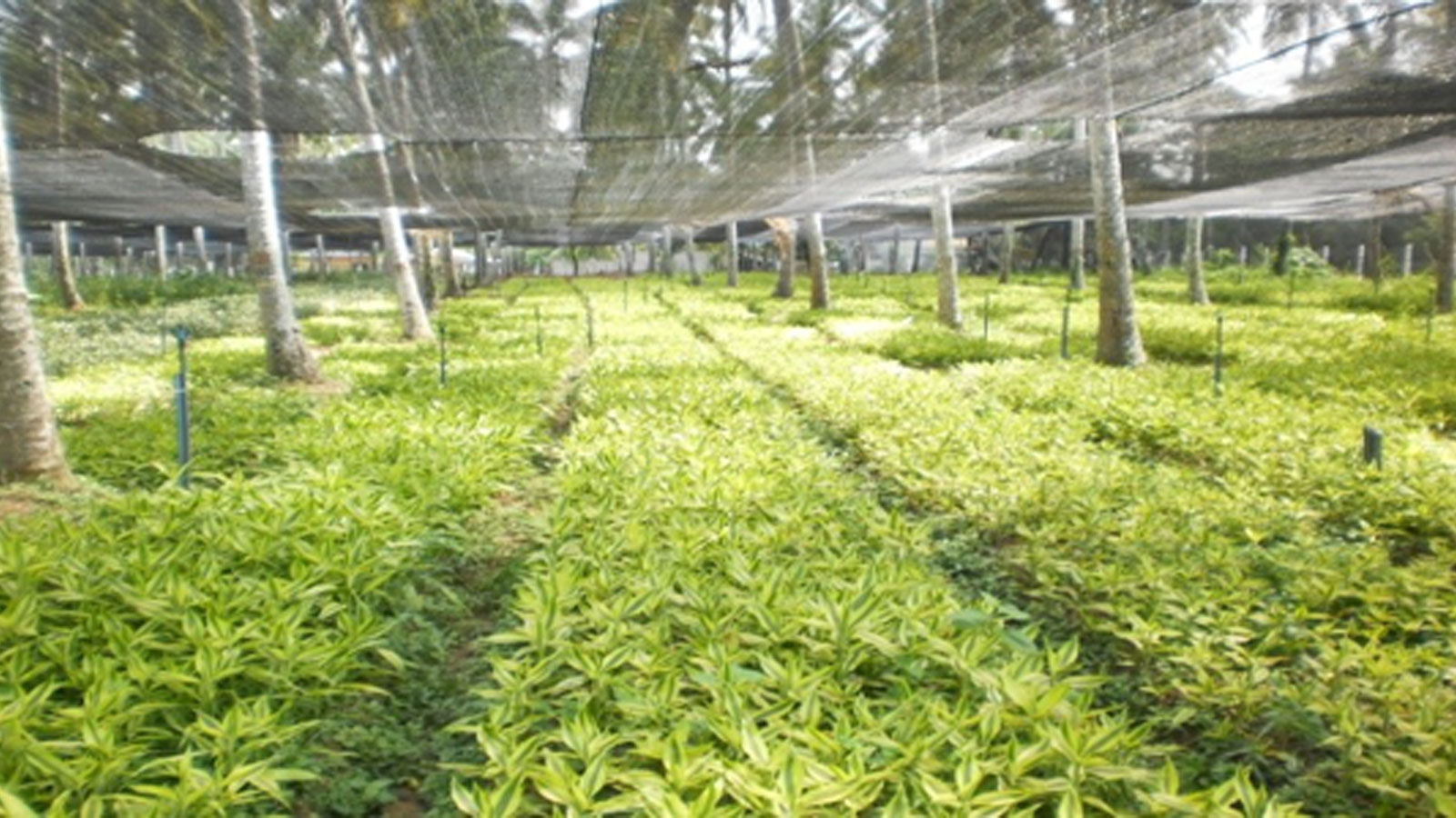 TROPICAL ABUNDANCE PVT LTD
