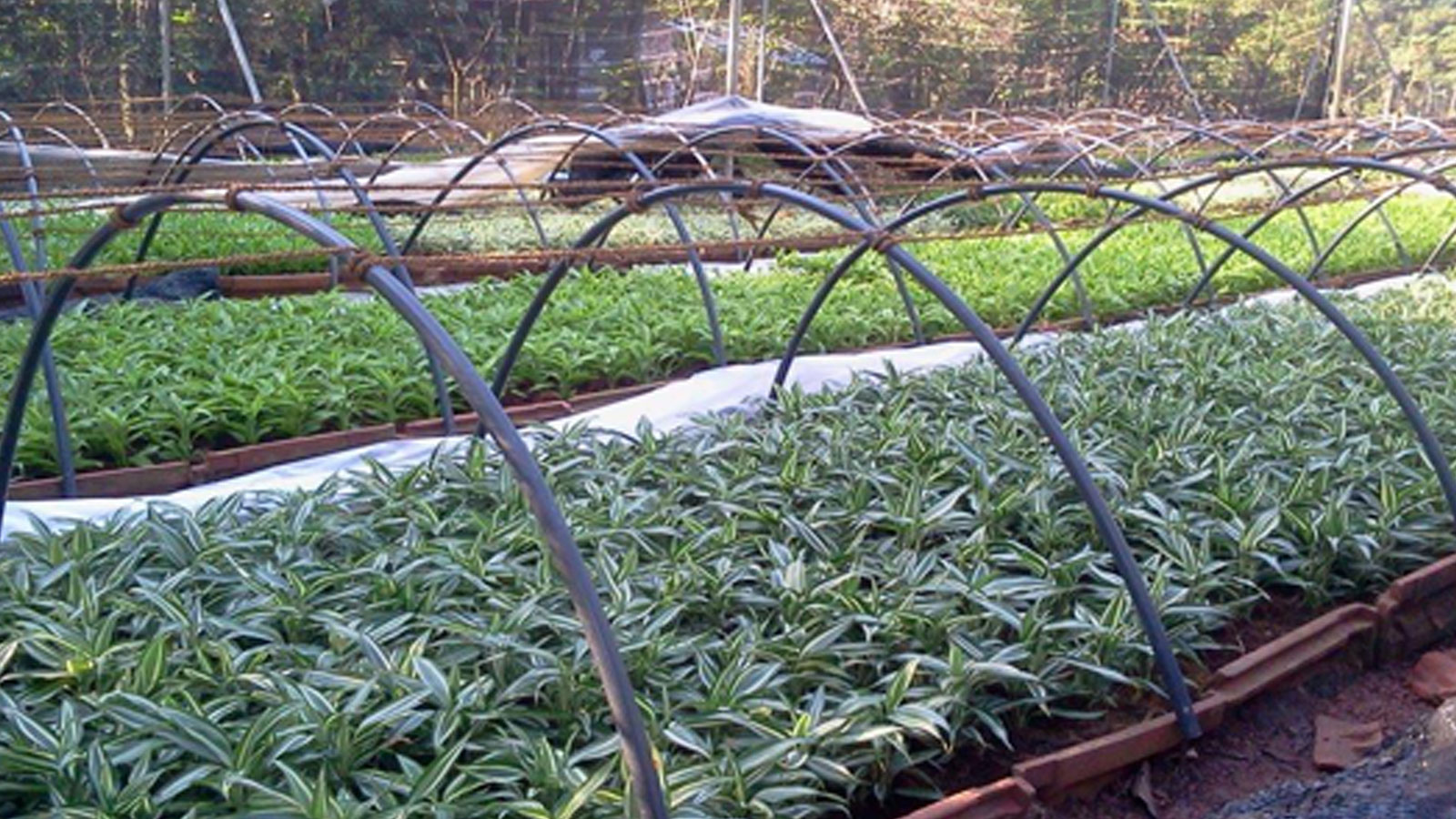 TROPICAL ABUNDANCE PVT LTD