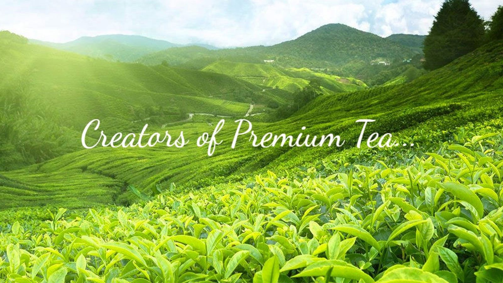 TROPICAL CEYLON TEA PVT LTD