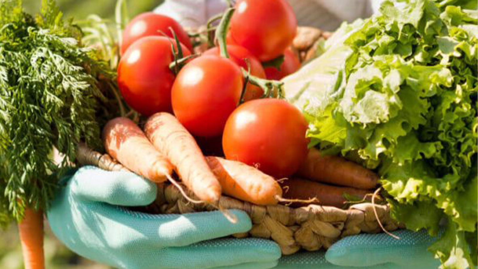 WICKEY CEYLON PVT LTD