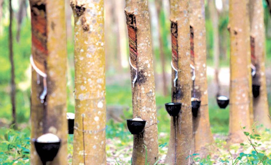 Productivity Improvement programs for rubber smallholders in Kegalle