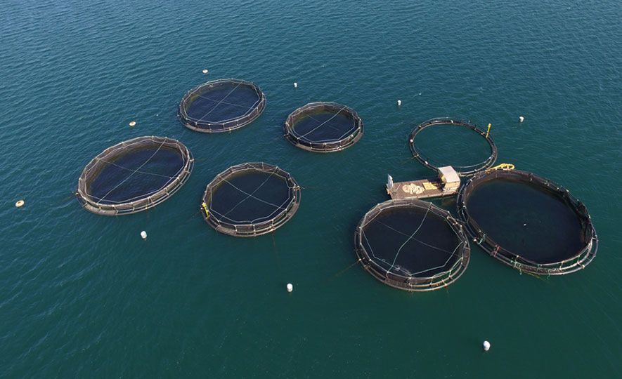 Oceanpick first in South Asia to earn BAP certification for offshore farming
