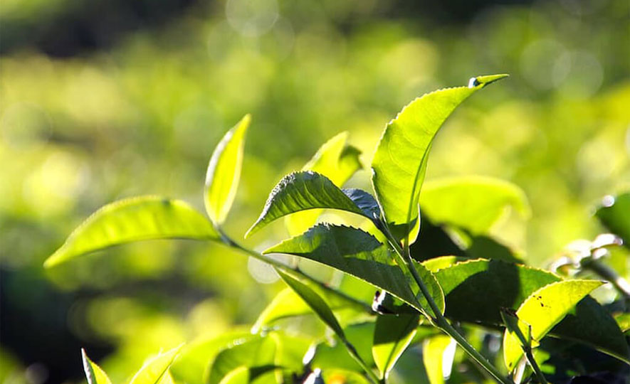 Tea exports revenue hit record high in 2013
