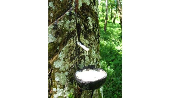 Branding would give Lankan rubber boost