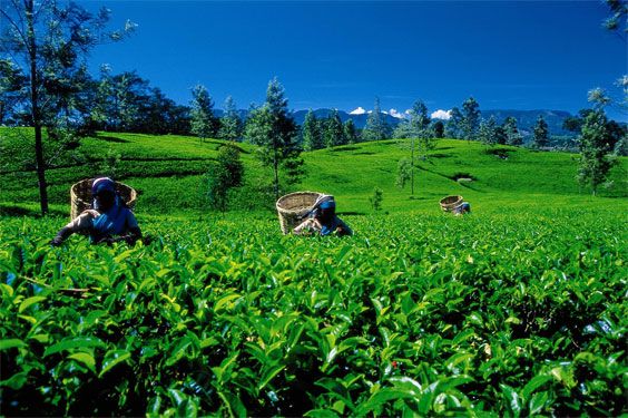 Sri Lankan tea exporters enjoy a great slice of the global tea market.