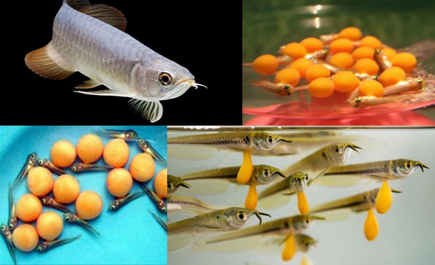 Sri Lanka breeds Arowana (lucky fish) successfully in Polonnaruwa.