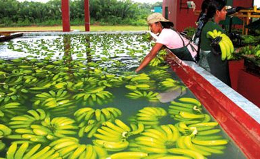 Japan to boost SL’s banana exports