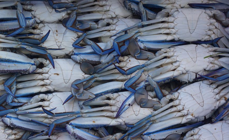 Fishery Improvement Project (FIP) for Sri Lankan Blue Swimmer Crab