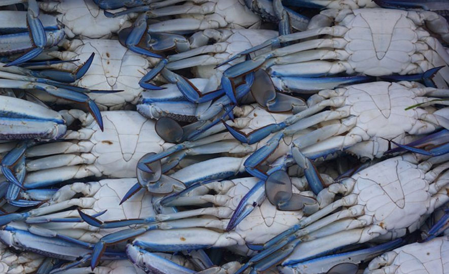 Revival of Blue Swimmer Crab Fishing Industry in Sri Lanka