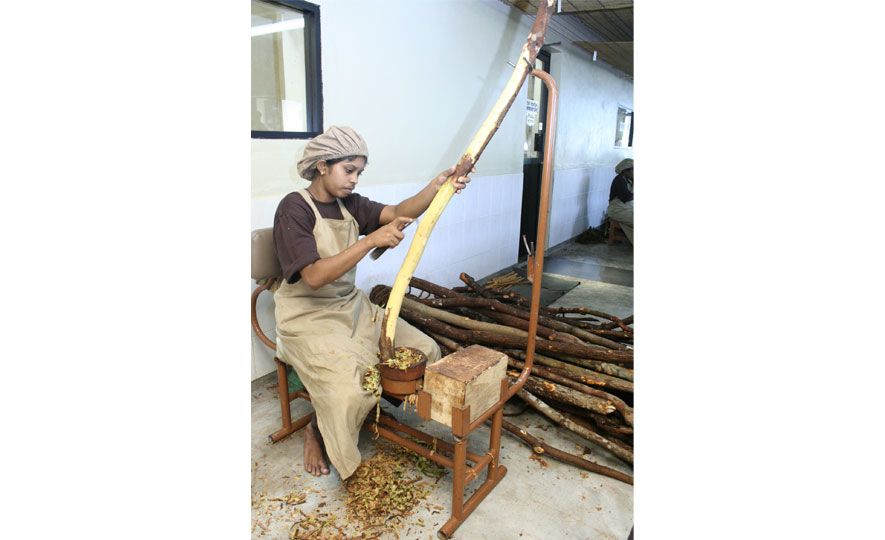 Processing of Ceylon Cinnamon : Age -old traditions rooted in a colourful history