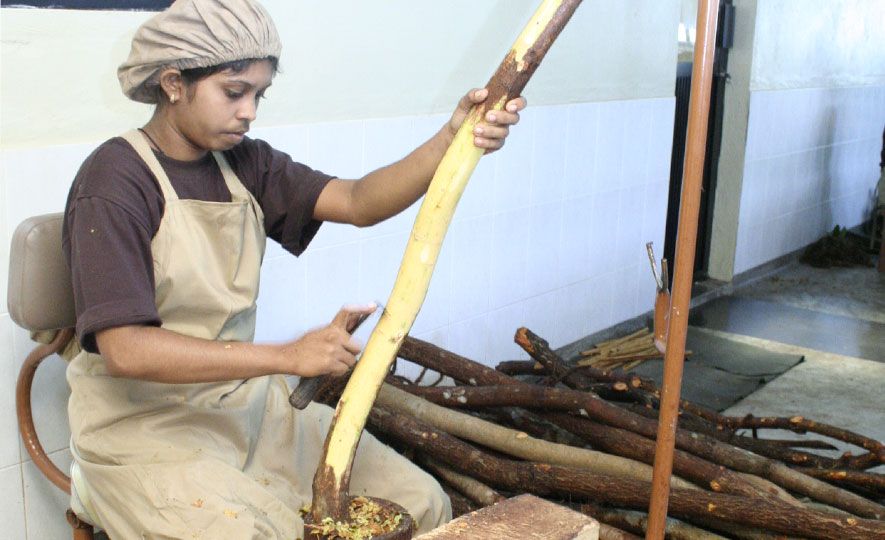 Educating a New Generation for a Better Future for Ceylon Cinnamon