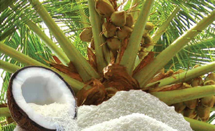Different flavours and uses of coconut