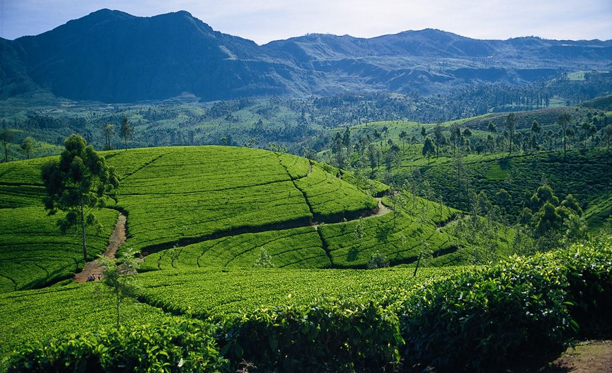 Ceylon Tea : the most eco-friendly tea in the world