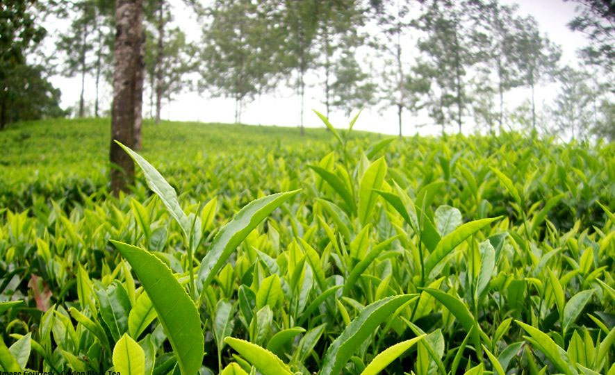 Ceylon Tea – Sri Lanka’s Gift to the World