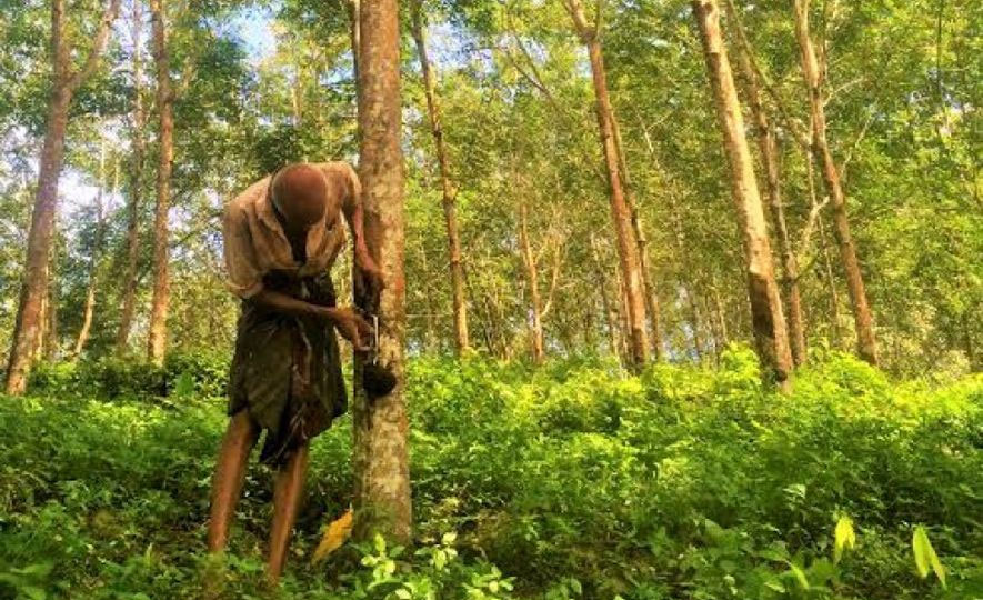 The Natural Rubber Industry of Sri Lanka