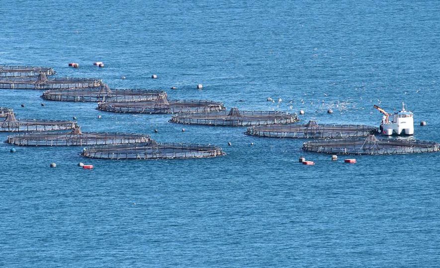 A ‘silver lining’ to a threatened industry Offshore Fish Farming in Trincomalee
