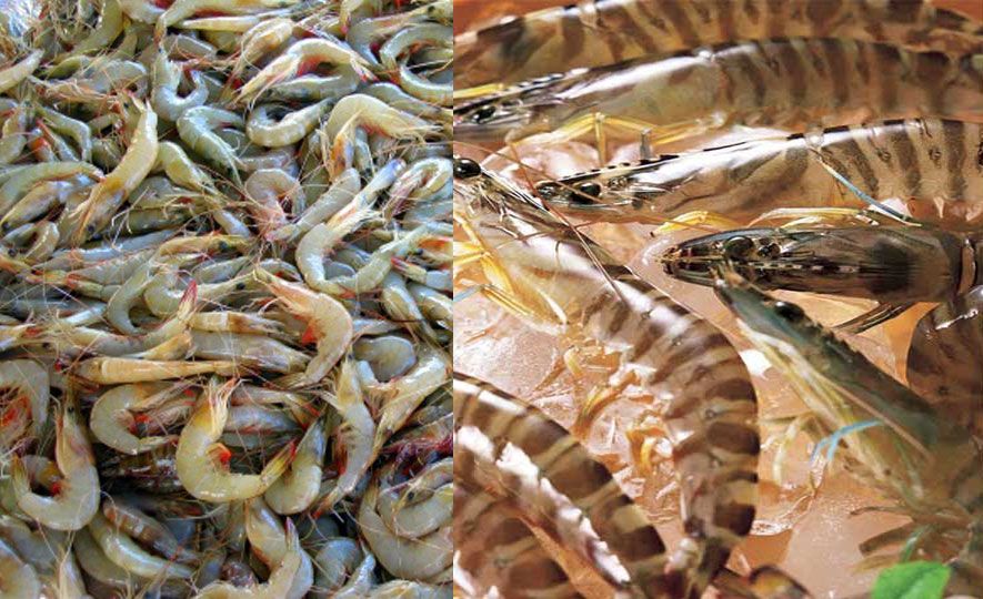 Shrimp Farming in Sri Lanka