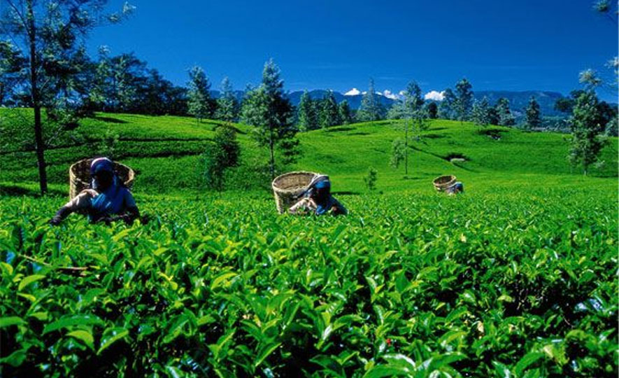 Sri Lankan tea exporters enjoy a great slice of the global tea market.