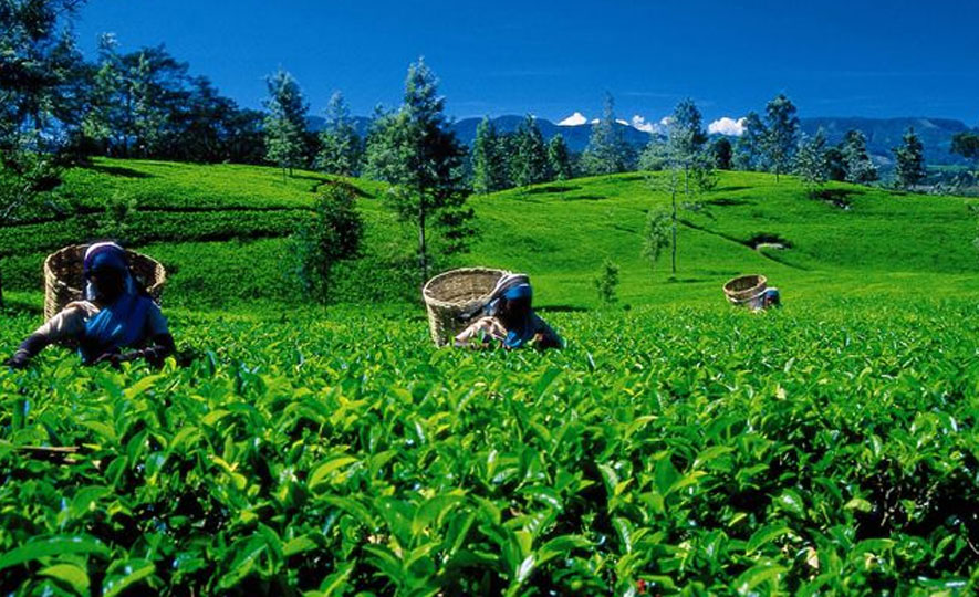 Savour the Unique Flavour and Countless Health Benefits of Pure Ceylon Tea
