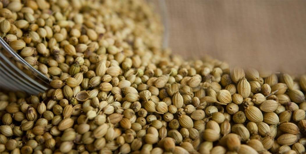 Coriander