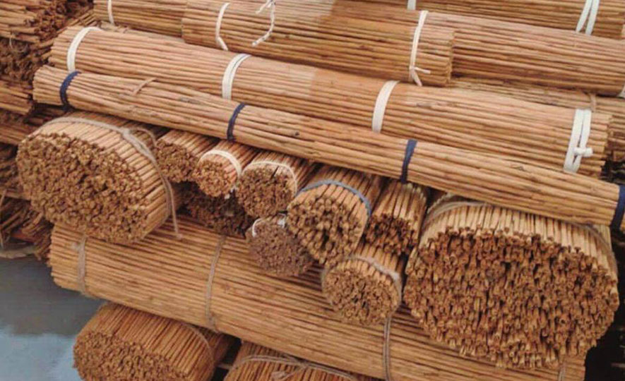 EDB steps up efforts to preserve Ceylon Cinnamon