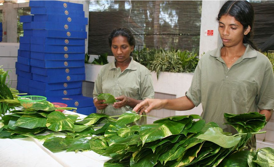 Floriculture and Ornamental Foliage Exports from Sri Lanka