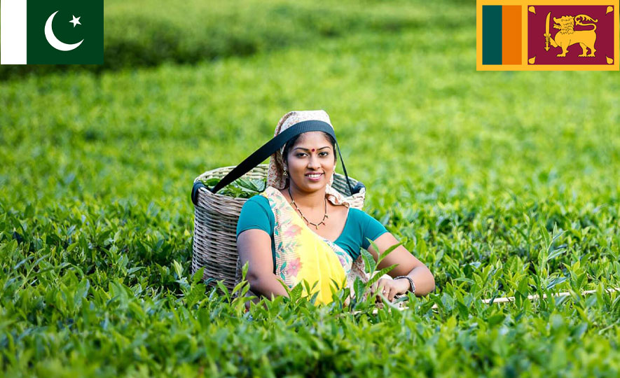 Webinar on Exploring the Pakistan Tea Market for Ceylon Tea