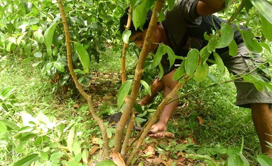 Sri Lanka’s inaugural Protected Geographical Indication (PGI) for Ceylon Cinnamon - Everything you need to know