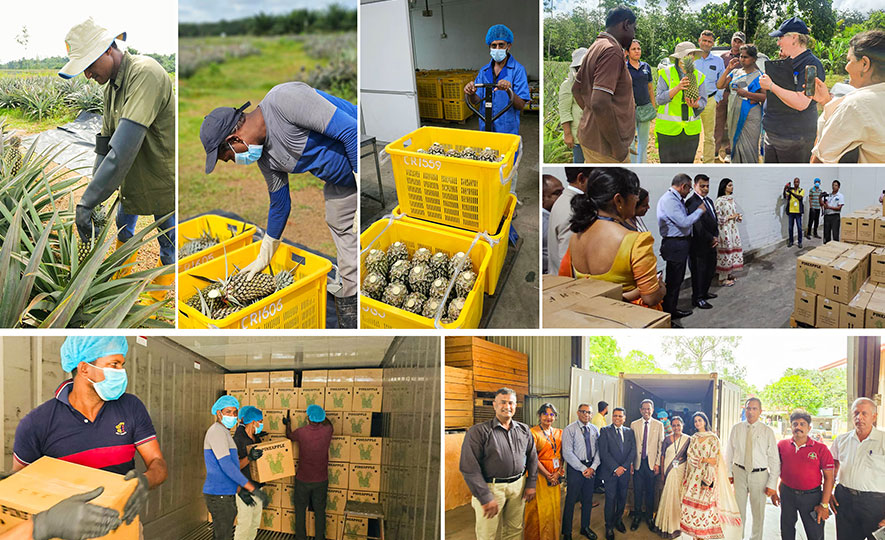 Historic Milestone in Sri Lankan Pineapple Exports to Pakistan