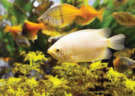 Ornamental Fish