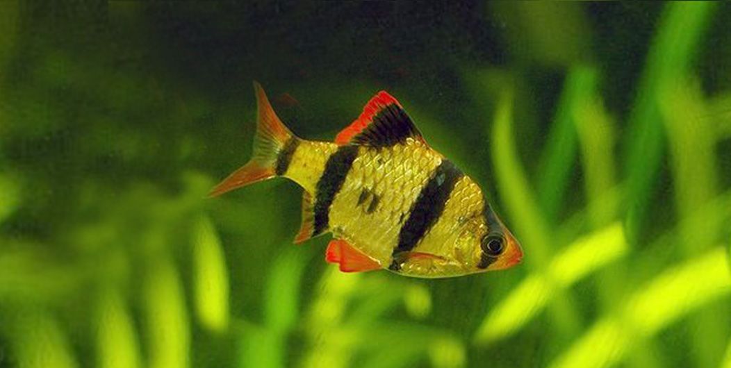 Aquarium fish 