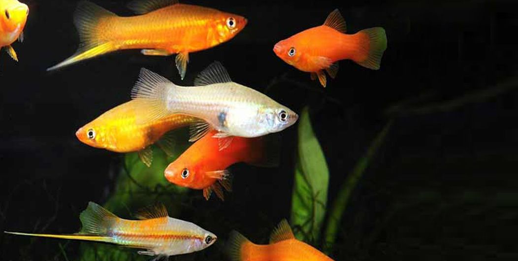 Ornamental fish industry in Sri Lanka 