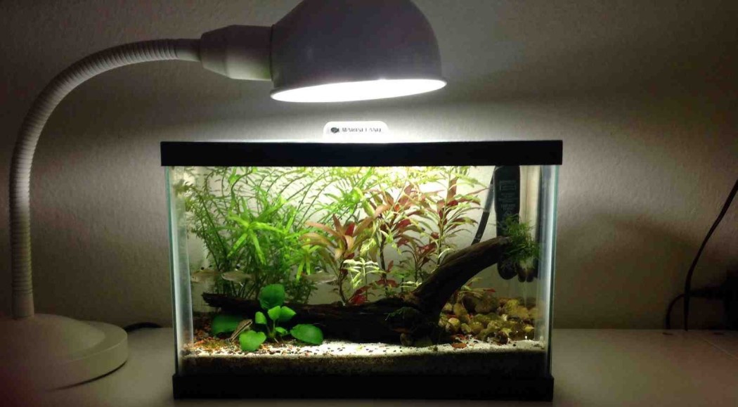  A nano aquarium