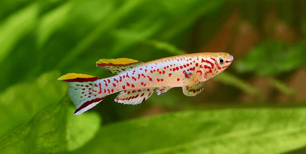 ornamental fish from Sri Lanka 