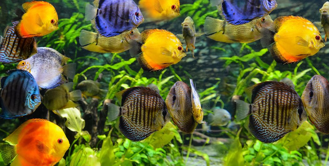 Aquarium fish 