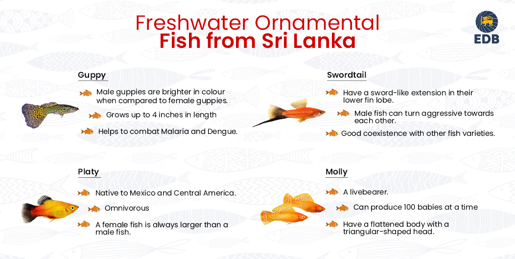 rnamental freshwater fish from Sri Lanka