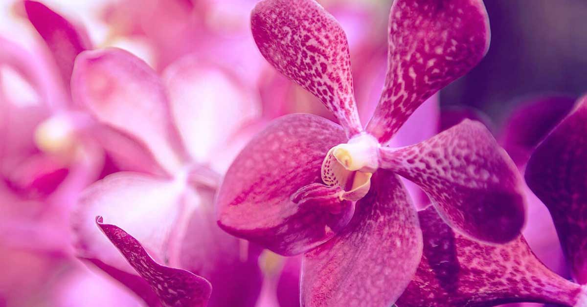 Cut Flower Production In Sri Lanka Best Flower Site