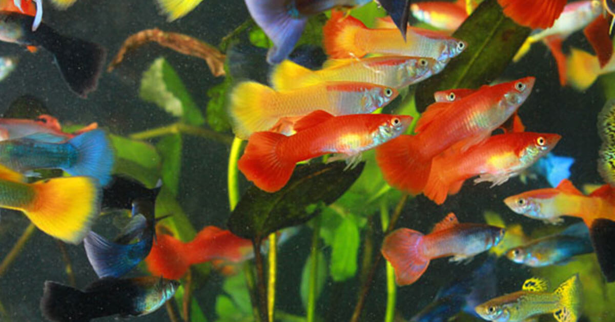 guppy fish for sale online
