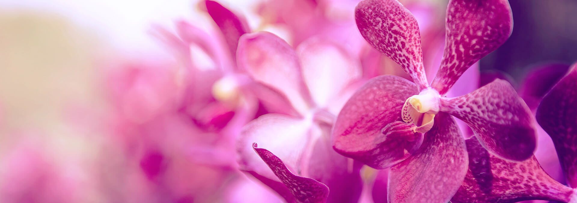 Cut Flowers & Foliage