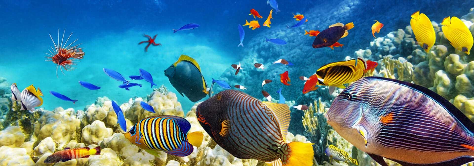 Aquarium fish banner 