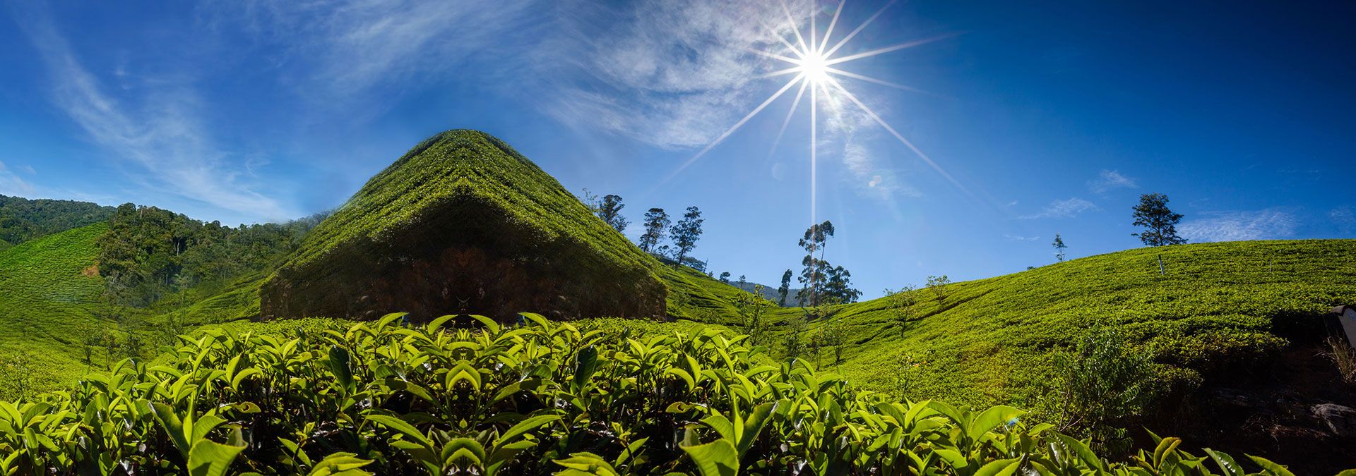 Sri Lanka Exports Development Board (EDB) - Ceylon Tea
