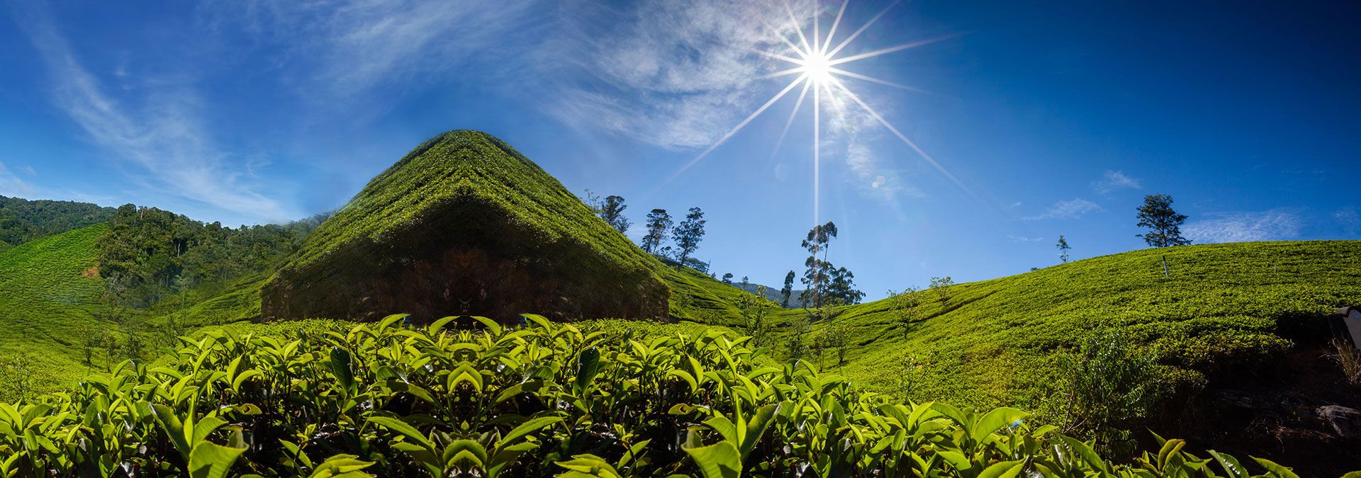 Ceylon Tea Banner 