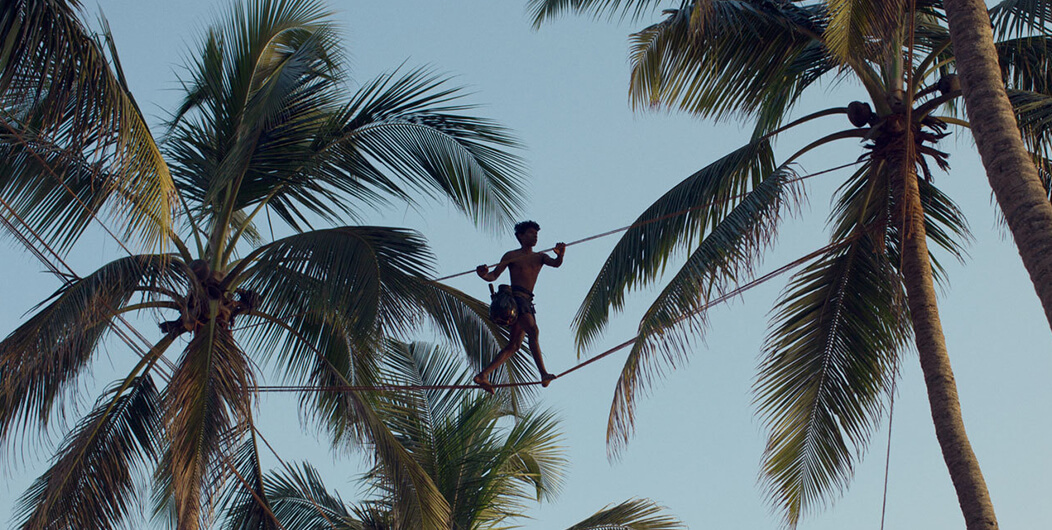 Coconut tapping in Sri Lanka